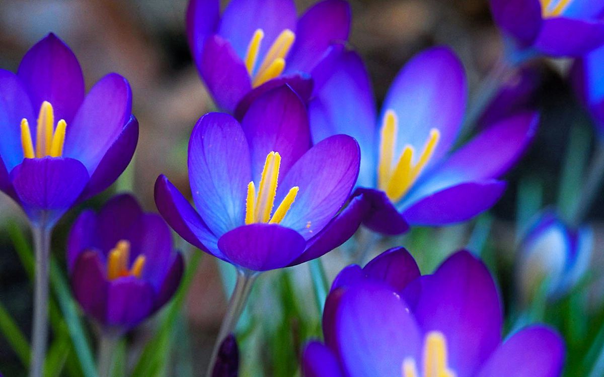 purple-flowers-names