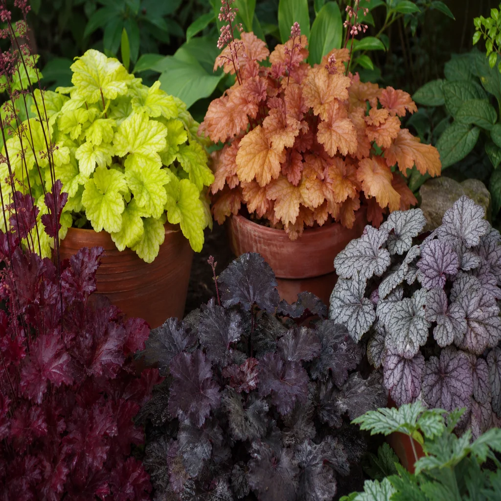 Coral bells foliage varieties with lime, caramel, burgundy, silver, peach, and dark purple leaves
