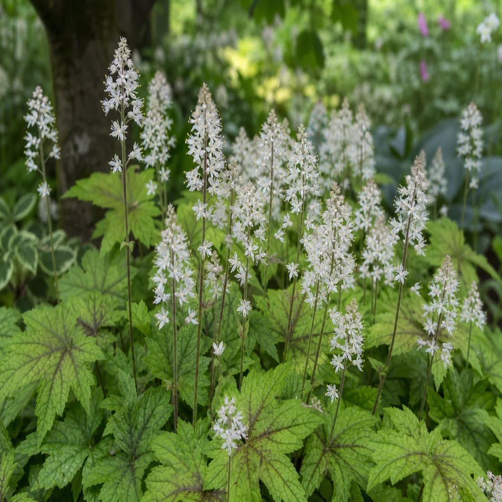 Foamflower tiarella with white flower spikes in a cottage garden border