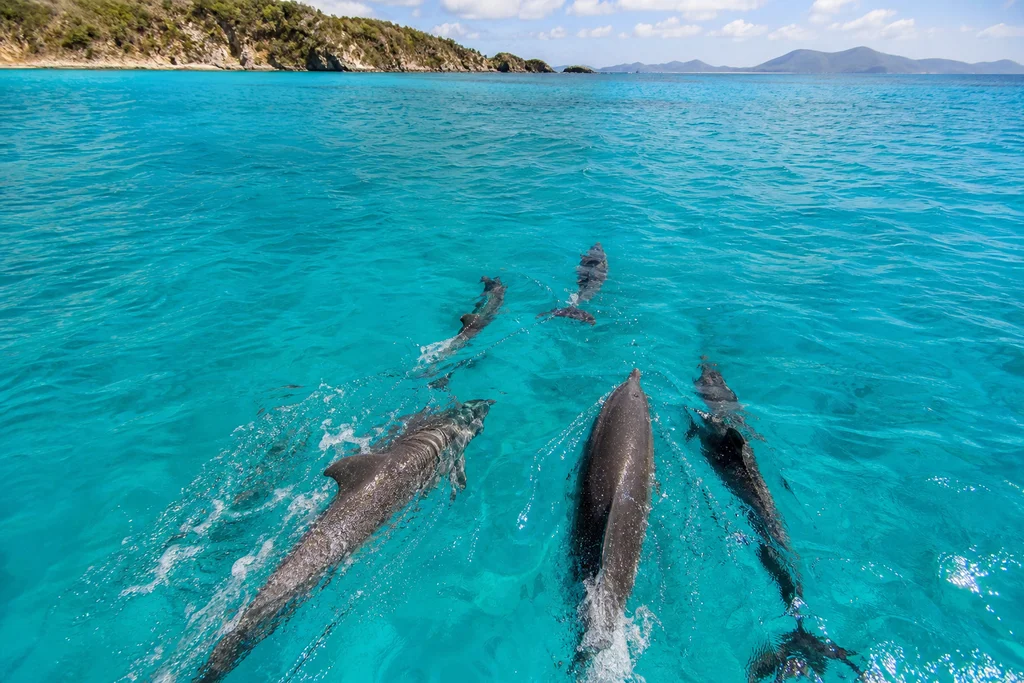 Wild dolphins swimming in crystal clear tropical Caribbean ocean water