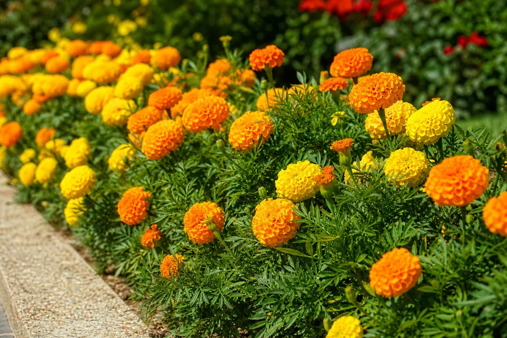 Bright orange marigold flowers in a sunny garden border