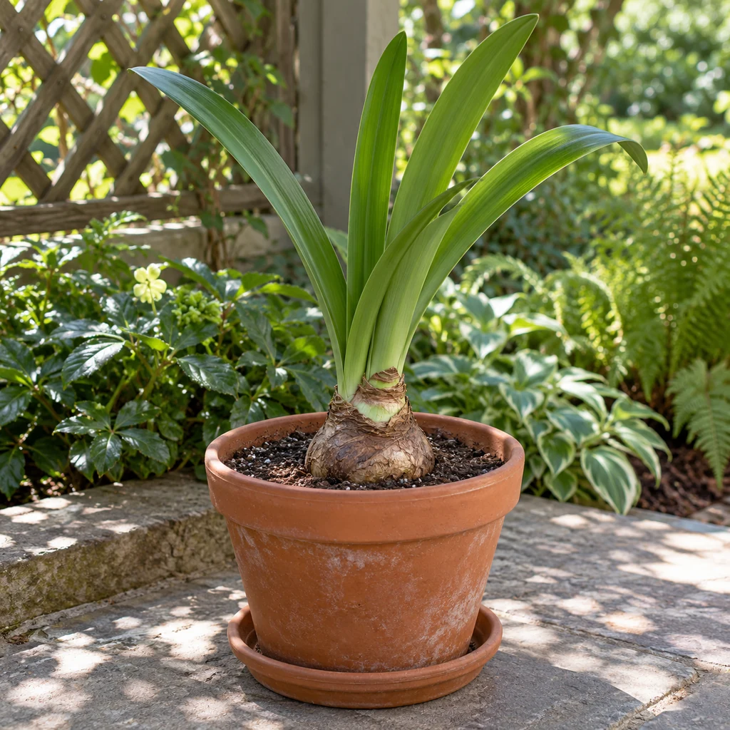 Leafy potted amaryllis acclimating in sheltered dappled outdoor light after frost